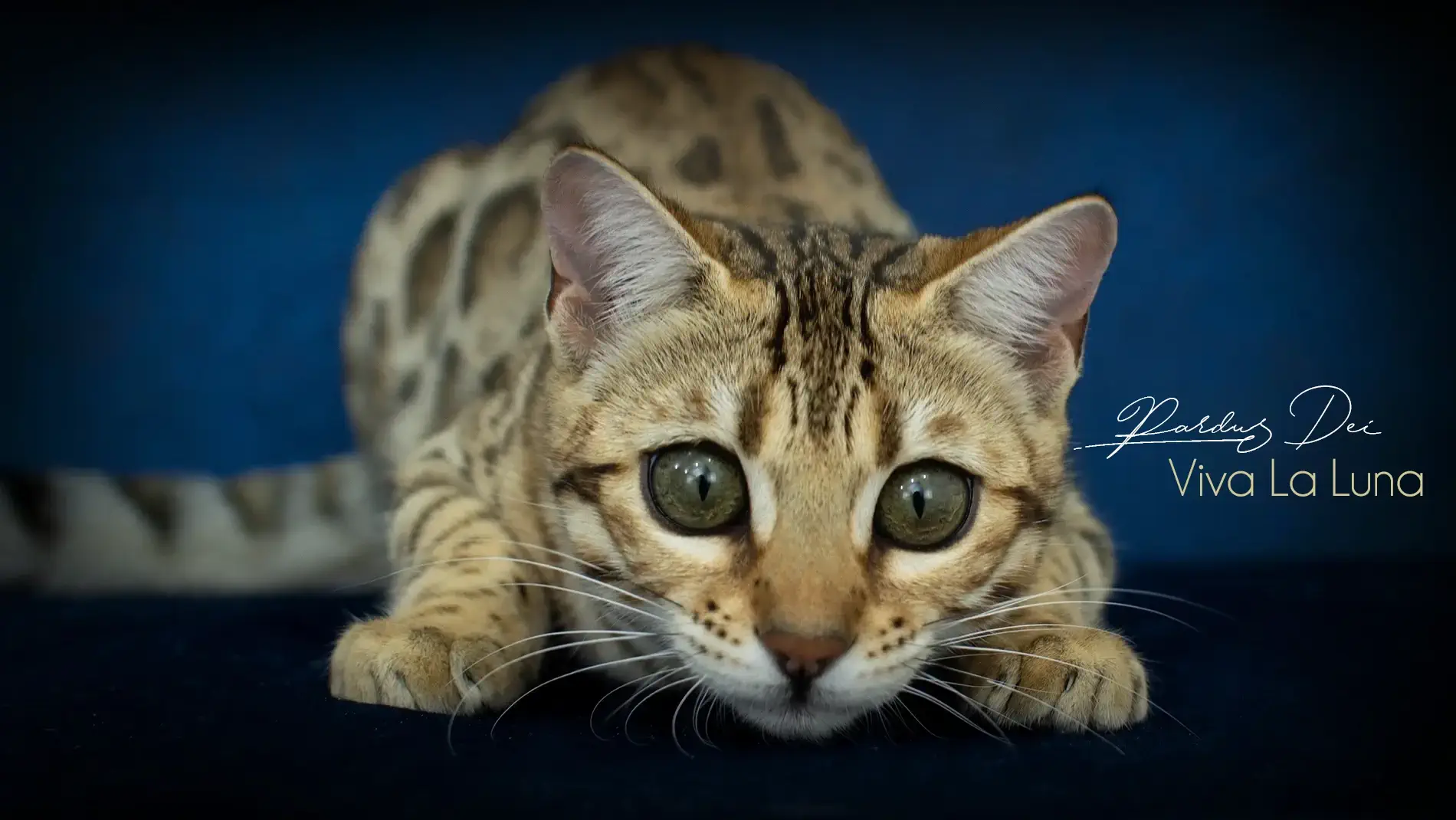 Chat Bengal